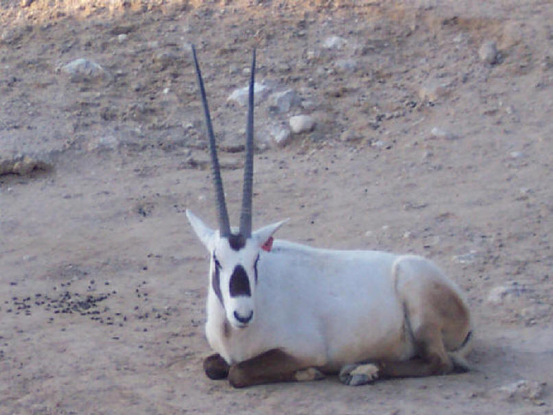 Qatar Oryx